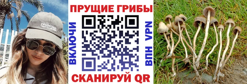 Псилоцибиновые грибы прущие грибы  Биробиджан 